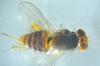 Prosopomyia pallida